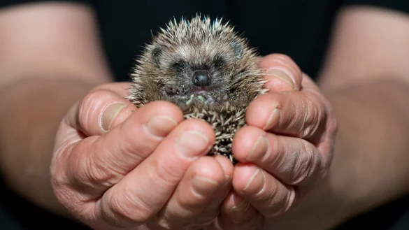 Igeljunges - &copy; Foto: Klaus-Dietmar Gabbert