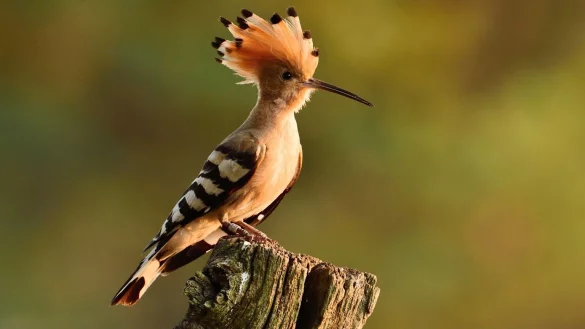 Wiedehopf ist &laquo;Vogel des Jahres&raquo; 2022 - &copy; Foto: Torsten Beuster/dpa