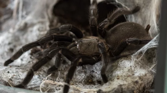 Vogelspinne - &copy; Foto: Daniel Maurer