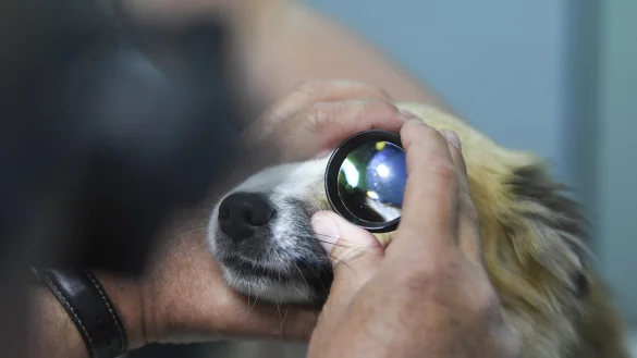 Untersuchung am Hund - &copy; Foto: Ina Fassbender