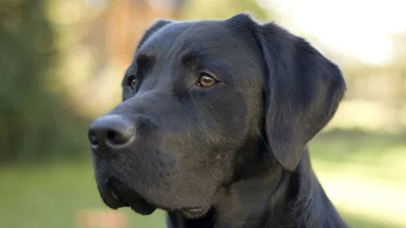 Labrador Joe (4) kommt unterdessen zu Hause noch immer nicht zur Ruhe. - &copy; Privat