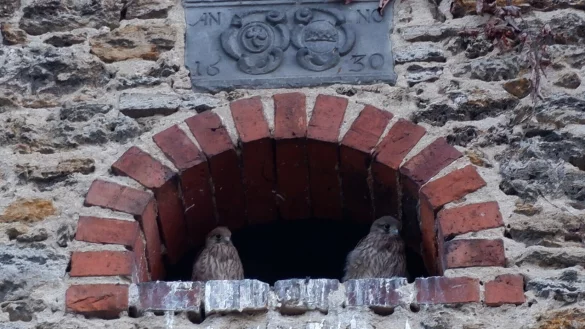 Lange wird es nicht mehr dauern, bis die kleinen Turmfalken das Nest verlassen. - &copy; Lorraine Brinkmann