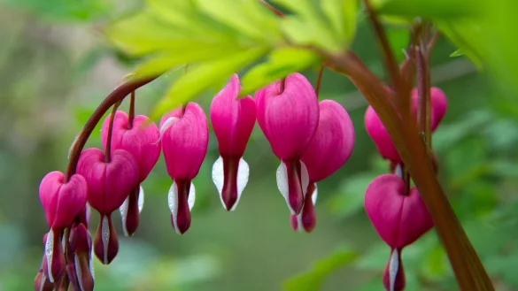 Tr&auml;nendes Herz - &copy; Foto: Andrea Warnecke