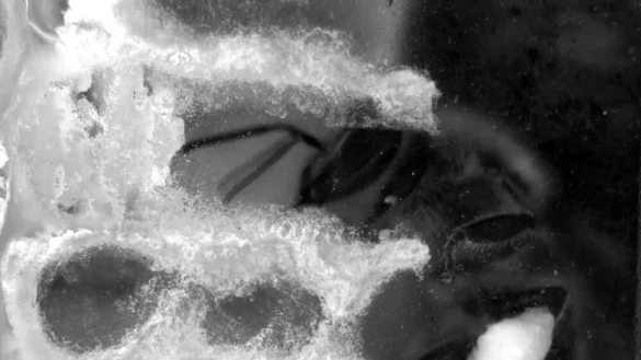 Bienenwaben - &copy; Foto: Dr. Paul Siefert/Institut f&uuml;r Bienenkunde Oberursel/dpa