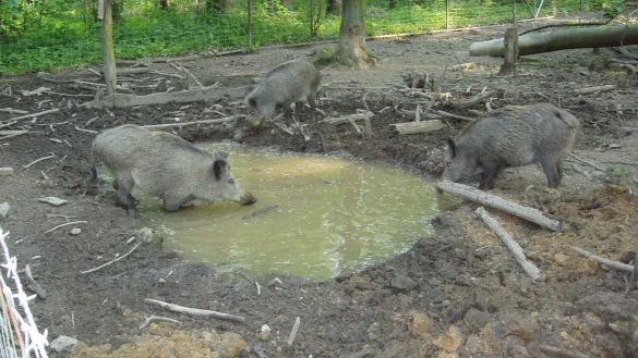 Attraktion: die Wildschweine an den Försterteichen. - © Privat