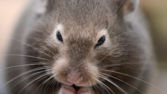 &Auml;lteren Hamstern beim Putzen helfen - &copy; Foto: Caroline Seidel