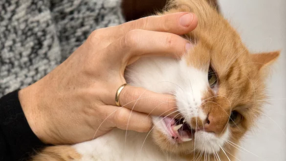 Tierbiss - &copy; Foto: Andrea Warnecke/dpa-tmn