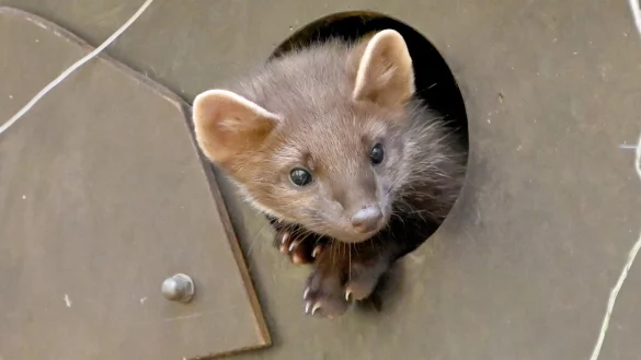 Nachwuchs bei Baumardern - &copy; Foto: Carsten Rehder/dpa