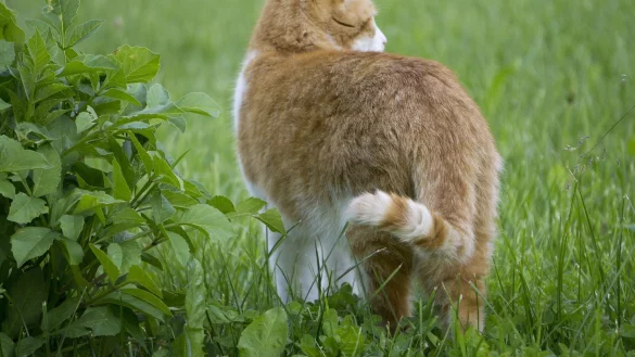 Elf relevante Vorf&auml;lle verzeichnen die Tiersch&uuml;tzer mittlerweile im Blumenviertel.&nbsp; - &copy; Symbolbild: Pixabay