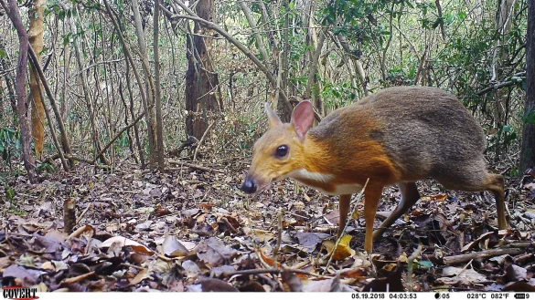 Fast 30 Jahre lang galt das Vietnam-Kantschil als verschollen - nun ist ein Exemplar &laquo;in&raquo; eine Fotofalle getappt. - &copy; Foto: Andrew Tilker/SIE/GWC/Leibniz-IZW/NCNP/dpa