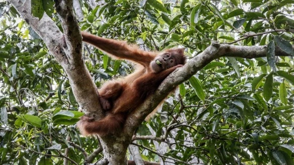 Ein Sumatra-Orang-Utan in einem Schutzgebiet in der indonesischen Provinz Aceh. Die weltweite Rate des Artensterbens ist laut IPBES derzeit zehn- bis hundertmal höher als im Schnitt der vergangenen zehn Millionen Jahre. - © Hotli Simanjuntak/EPA