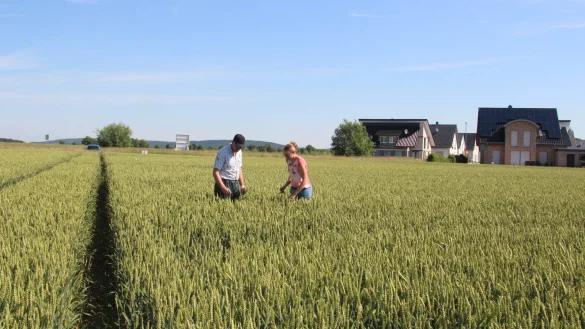 Bauland statt Acker: Hier sollen neue H&auml;user entstehen. Gestern haben die Syngenta-Mitarbeiter Bernd Mischer und Franziska Schal&uuml;ck derweil noch den Weizen kontrolliert. - &copy; Stefan Backe