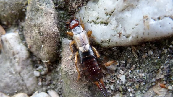 Ohrwurm - &copy; Foto: Stefanie Paul/dpa