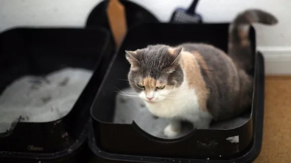 Katzentoilette - &copy; Foto: Ina Fassbender