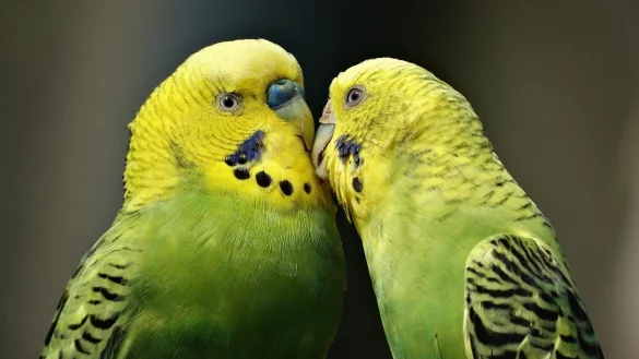 Wellensittiche geh&ouml;ren zu den beliebtesten Haustieren. 
 - &copy; Symbolbild:Pixabay