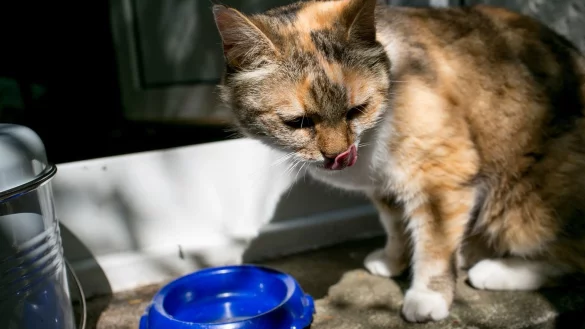 Stubentiger r&uuml;hrt kein Wasser an: Tricks f&uuml;r trinkfaule Katzen - &copy; Foto: Karolin Kr&auml;mer/dpa-tmn