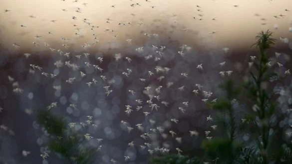 M&uuml;ckenschwarm - &copy; Foto: Jochen L&uuml;bke/dpa/Archiv