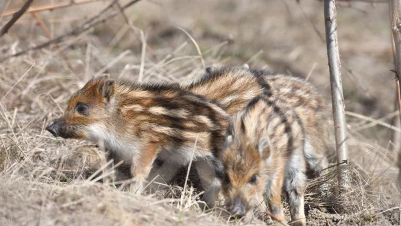 Frischlinge - &copy; Foto: Julia Kauer/Deutscher Jagdverband
