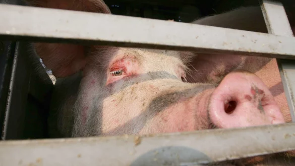 Sau - &copy; Foto: Peter Steffen/dpa/Symbolbild