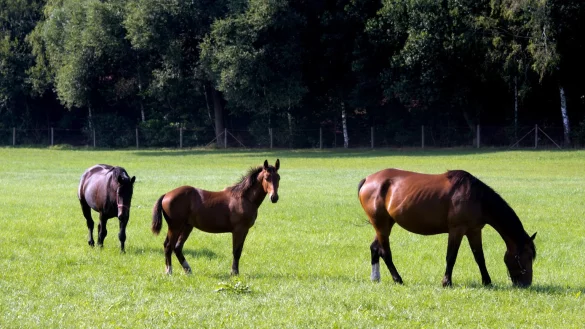 - &copy; Symbolfoto: Arno Burgi/dpa-Zentralbild/dpa