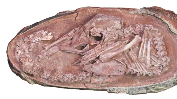 Versteinertes Ei - &copy; Foto: Xing et al./iScience/dpa