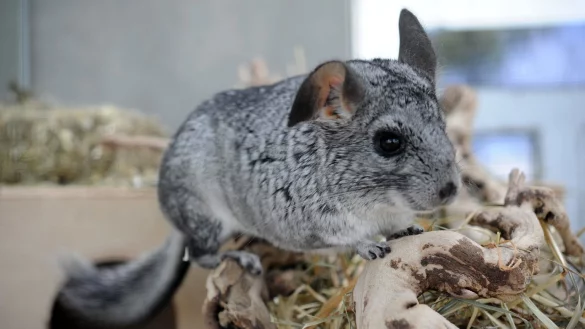 Chinchilla - &copy; Foto: Emily Wabitsch