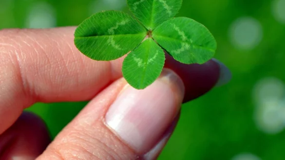 Auf Geburtstagskarten oder zu Silvester darf das vierbl&auml;ttrige Kleeblatt nicht fehlen. Es steht in vielen L&auml;ndern f&uuml;r das, wonach sich jeder sehnt: Gl&uuml;ck.&nbsp; - &copy; Symbolbild: pixabay.com