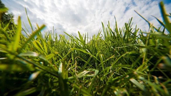 Rasen - &copy; Foto: Andrea Warnecke