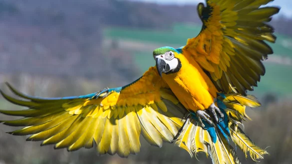 Freiflug: J&ouml;rg Richert l&auml;sst seinen Gelbbrust-Ara-Papagei &bdquo;Bomber" oft drau&szlig;en fliegen. Das stattliche, aber erst ein halbes Jahr alte Tier zeigt schon jetzt eine beeindruckende Fl&uuml;gelspannweite und hat sichtlich Spa&szlig; an den Ausfl&uuml;gen. - &copy; Raphael Bartling
