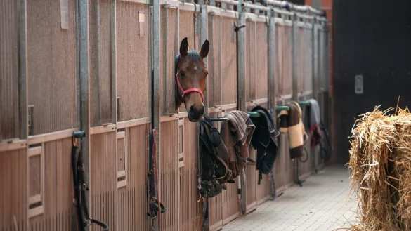 Diva in der Box - &copy; Foto: Ingo Wagner/dpa-tmn