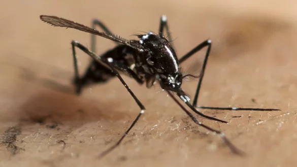 Tigerm&uuml;cke - &copy; Foto: Ennio Leanza/KEYSTONE/dpa