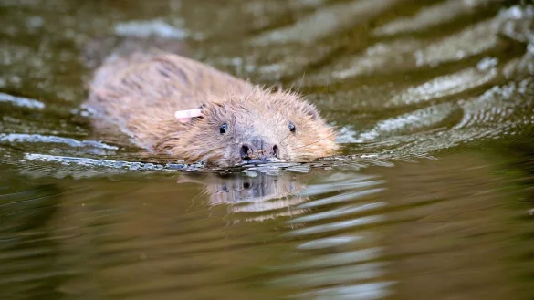 Biber - &copy; Foto: Ben Birchall/PA/dpa