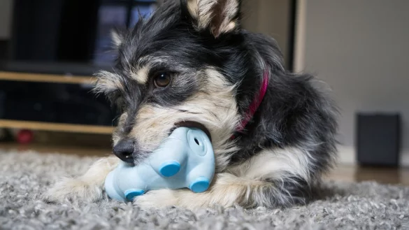 Besch&auml;ftigungs f&uuml;r Tiere daheim - &copy; Foto: Sabine M&uuml;nch/Deutscher Tierschutzbund e.V./dpa-tmn