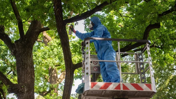 Aufwendige Bek&auml;mpfung - &copy; Foto: Lisa Ducret