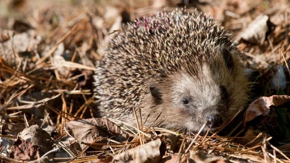 Ein Igel sitzt auf der Herbstwiese - &copy; Foto: Klaus-Dietmar Gabbert/dpa-tmn