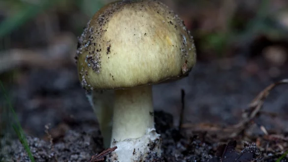 Schon in kleinen Mengen t&ouml;dlich - &copy; Foto: Klaus-Dietmar Gabbert/dpa-tmn