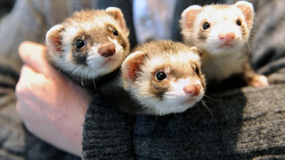Drei Frettchen sitzen auf einem Arm - &copy; Foto: Mascha Brichta/dpa-tmn