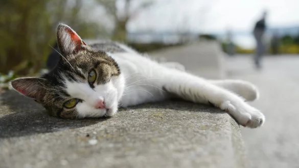 Katze - &copy; Foto: Felix K&auml;stle