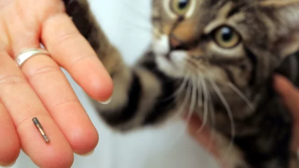 Ein Kater bekommt einen Mikrochip implantiert - &copy; Foto: Ingo Wagner/dpa-tmn