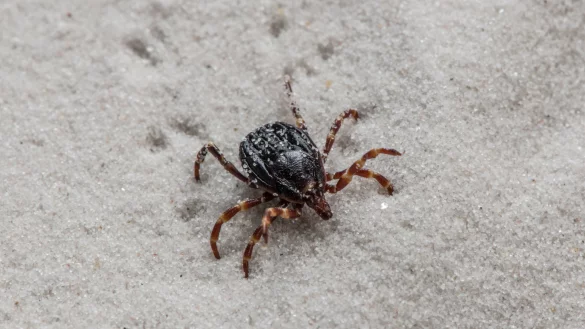 Doppelt so gro&szlig; wie heimische Artgenossen: Die Hyalomma-Zecke. - &copy; Andrea Schnartendorff/Robert Koch-Institut/dpa