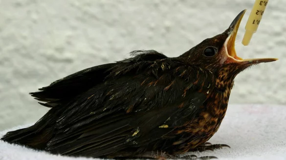 Junge Amsel - &copy; Foto: Horst Ossinger