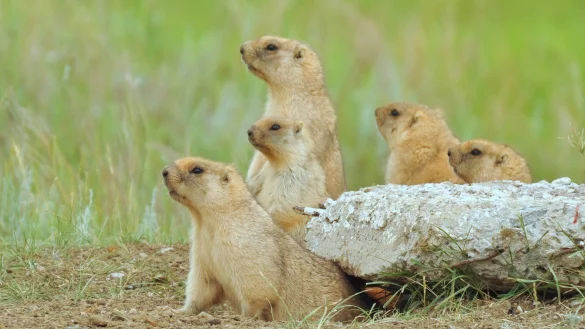 Murmeltiere in Kasachstan - &copy; Foto: Alyona Koshkina/ACBK/dpa