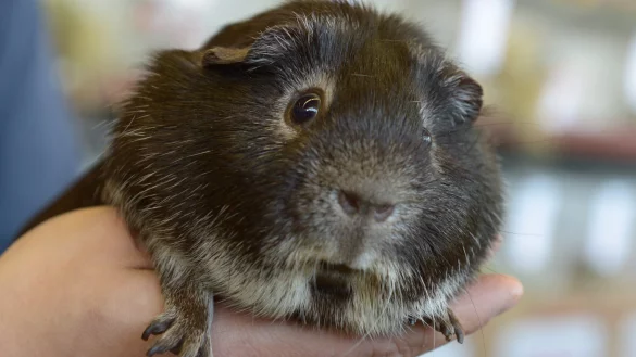 Bei Hitze - &copy; Foto: dpa