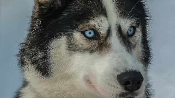 Rassetypisch hat ein Husky einen starken angeboren Jagdtrieb. - &copy; Symbolfoto Pixabay