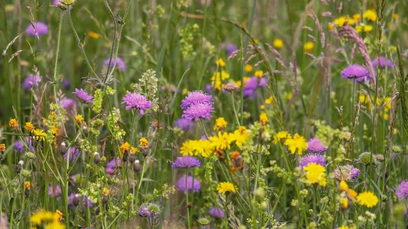 Die Städtishcen Betriebe Detmold verschenken Wildblumensaatgut an die Bürger, damit noch mehr Blühwiesen entstehen. - © Pixabay