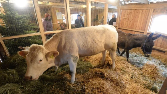 Das Rind, der Esel und die beiden Schafe (verdeckt vom Rind) zogen 
gestern Mittag schon wieder die Blicke der Zuschauer auf sich. Sie sind 
alle wohlauf versichern die Betreiber der lebendigen Krippe. - © Marc Köppelmann
