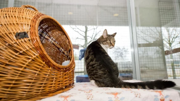 Katze - &copy; Foto: Inga Kjer