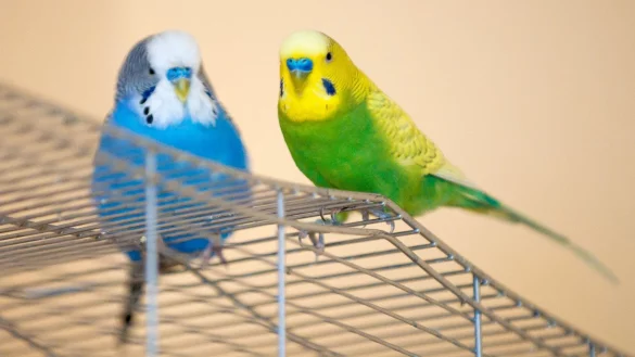 Laktoseintolerant bei V&ouml;geln - &copy; Foto: Andrea Warnecke/dpa-tmn