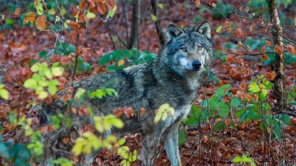 Der neue Herr im Hause Olderdissen: Wolfsr&uuml;de Aik. - &copy; Andreas Zobe