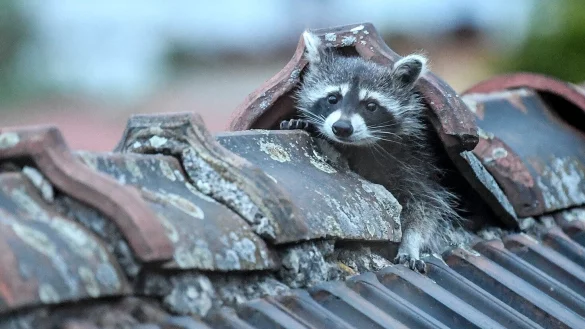 Da wird der Waschb&auml;r zum Dach(ab)decker &ndash; ist er erst einmal auf dem Dach, haben die Bewohner ein Problem. - &copy; Britta Pedersen/dpa